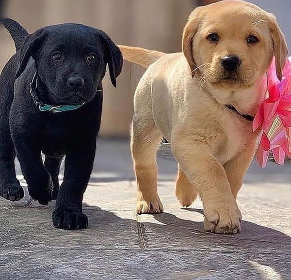 Kc Geregistreerde Labrador Puppies