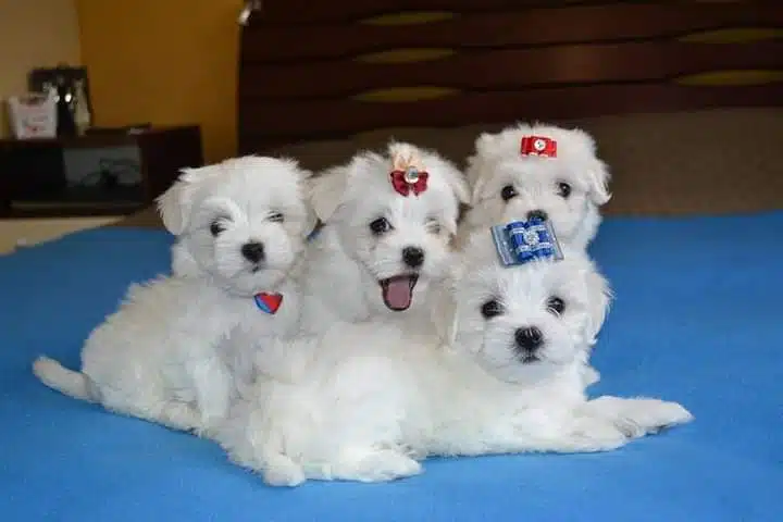 Mooie zuivere Maltese puppy’s