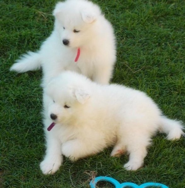 Super schattige Samojeed-puppy’s