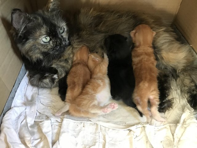 Geweldige munchkin kittens te koop+31637889230