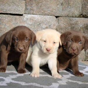 Prachtige Labrador retriever-puppy’s beschikbaar.
