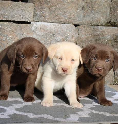 Prachtige Labrador retriever-puppy’s beschikbaar.