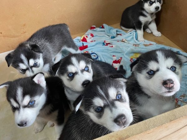 Siberiche puppy’s te koop