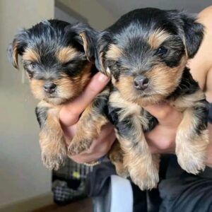 Pure Yorkshire Terrier-puppy’s te koop