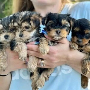 Pure Yorkshire Terrier-puppy’s te koop