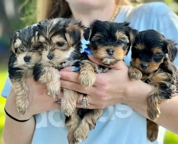 Pure Yorkshire Terrier-puppy’s te koop