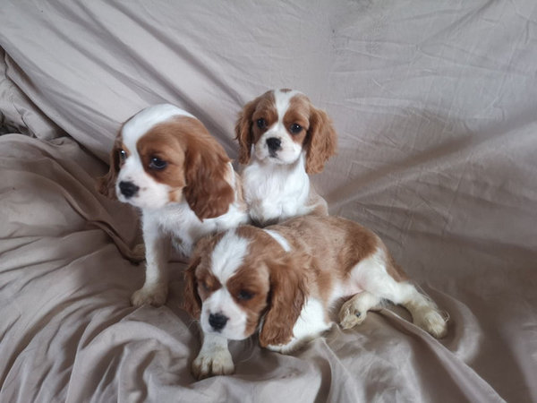 Twee Cavalier King Charles-puppy’s beschikbaar