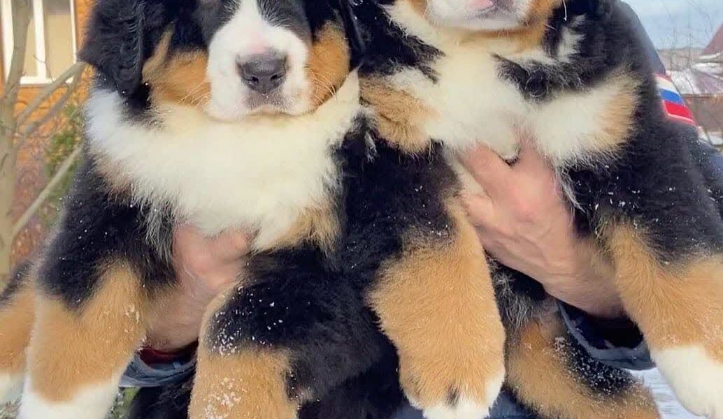 Prachtige Berner pups