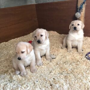 We hebben twee Labrador Retriever-puppy’s voor herplaatsing