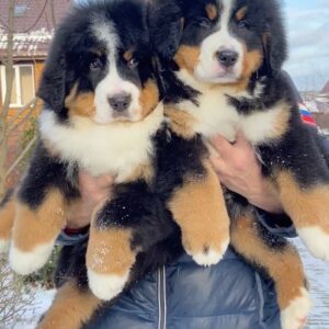 Prachtige Berner pups