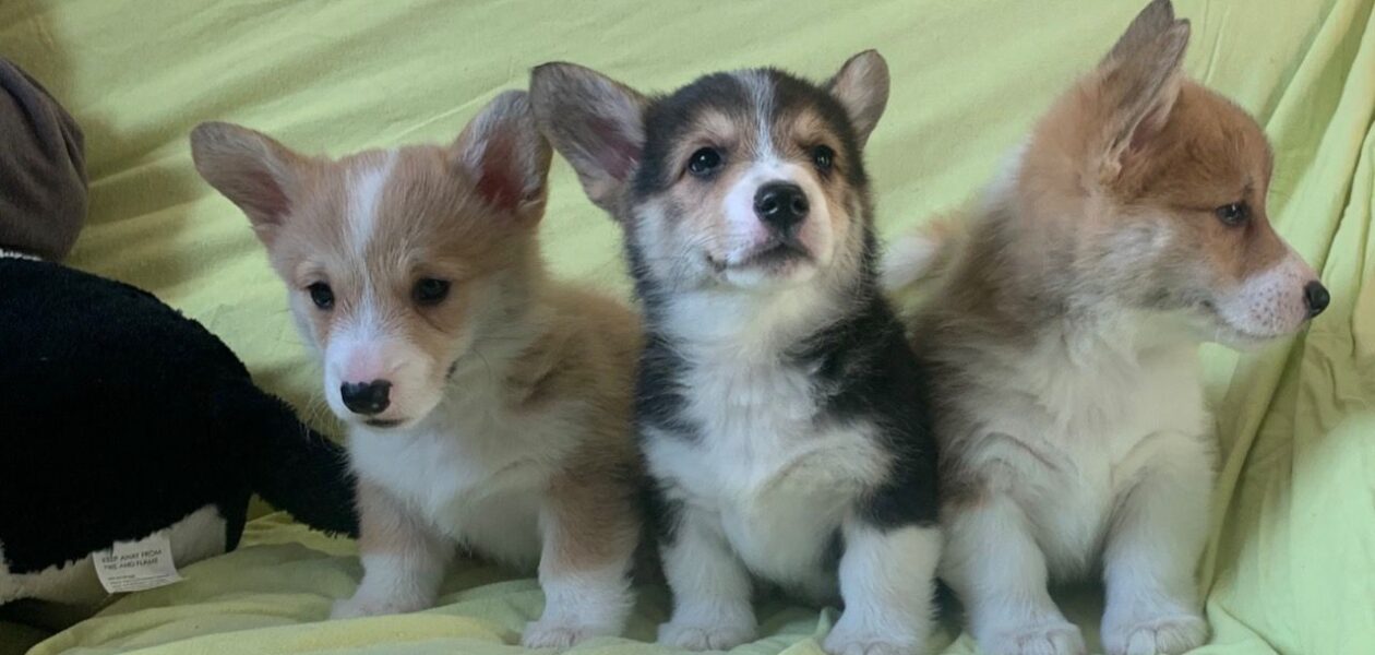 Pembroke Welsh Corgi-puppy’s