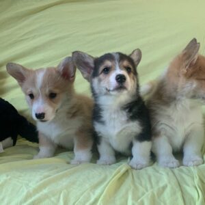 Pembroke Welsh Corgi-puppy’s