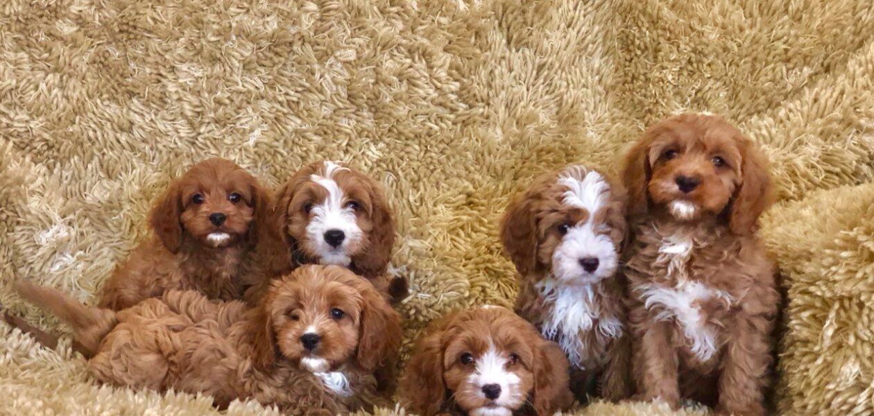 Prachtige Cavapoo-puppy’s.