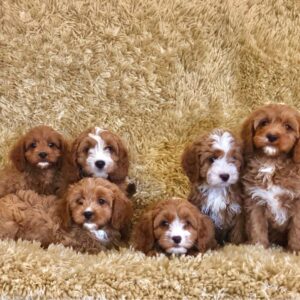 Prachtige Cavapoo-puppy’s.