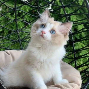 Ragdoll-kittens Whatsapp me op +447944279298