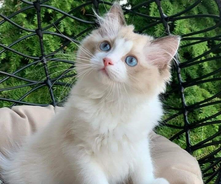 Ragdoll-kittens Whatsapp me op +447944279298