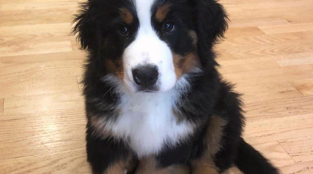 Prachtige Berner pups