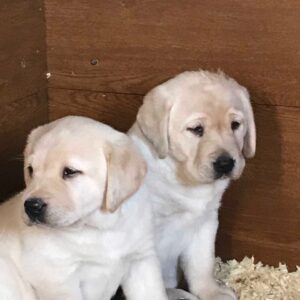 We hebben twee Labrador Retriever-puppy’s voor herplaatsing