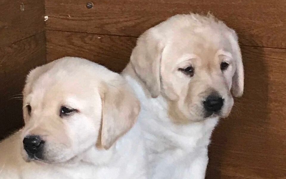 We hebben twee Labrador Retriever-puppy’s voor herplaatsing