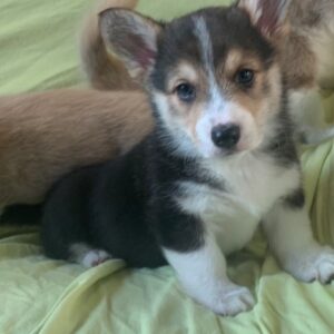 Pembroke Welsh Corgi-puppy’s