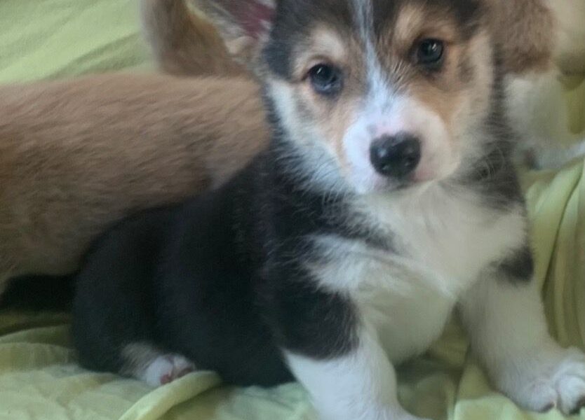 Pembroke Welsh Corgi-puppy’s