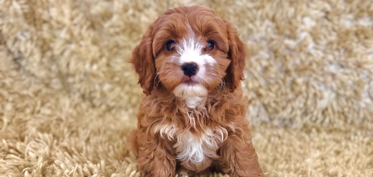 Prachtige Cavapoo-puppy’s.