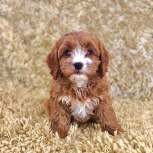 Prachtige Cavapoo-puppy’s.