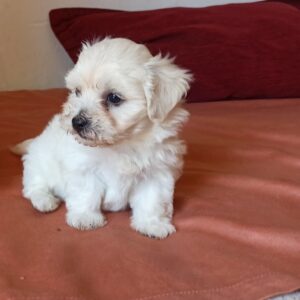 Maltese puppy’s.