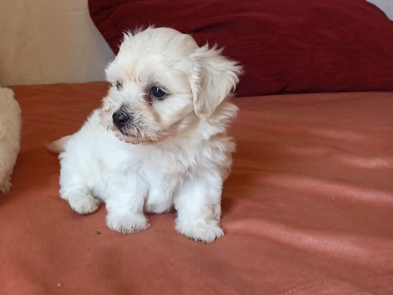 Maltese puppy’s.