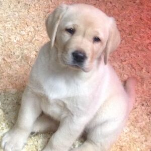 We hebben twee Labrador Retriever-puppy’s voor herplaatsing