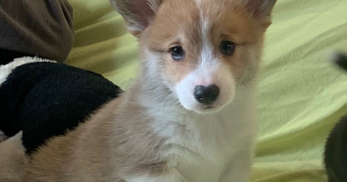 Pembroke Welsh Corgi-puppy’s