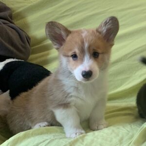 Pembroke Welsh Corgi-puppy’s