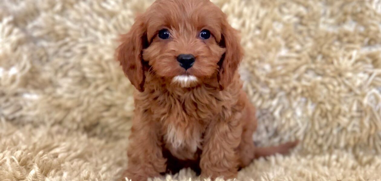 Prachtige Cavapoo-puppy’s.