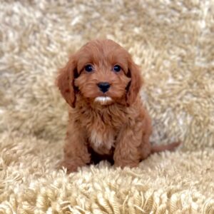 Prachtige Cavapoo-puppy’s.