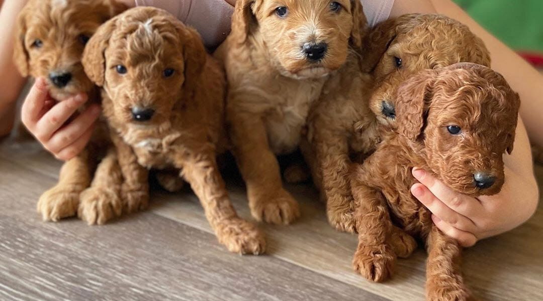 prachtige puppy’s goldendoodles Whatsapp me op +44794427929