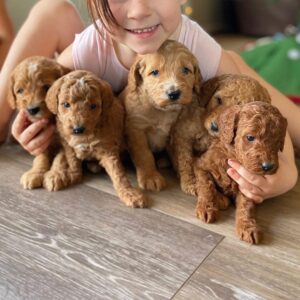 prachtige puppy’s goldendoodles Whatsapp me op +44794427929