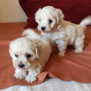 Maltese puppy’s.