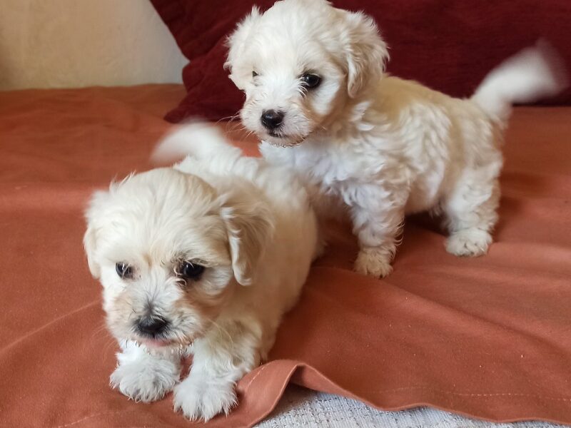 Maltese puppy’s.