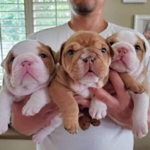 Engelse bulldog puppies Whatsapp me op +447944279298