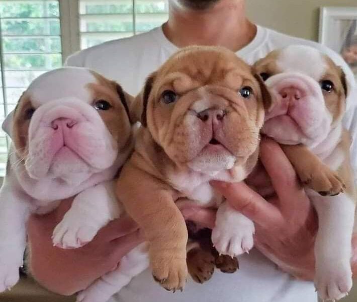 Engelse bulldog puppies Whatsapp me op +447944279298