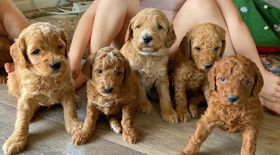 prachtige puppy’s goldendoodles Whatsapp me op +44794427929