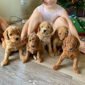 prachtige puppy’s goldendoodles Whatsapp me op +44794427929