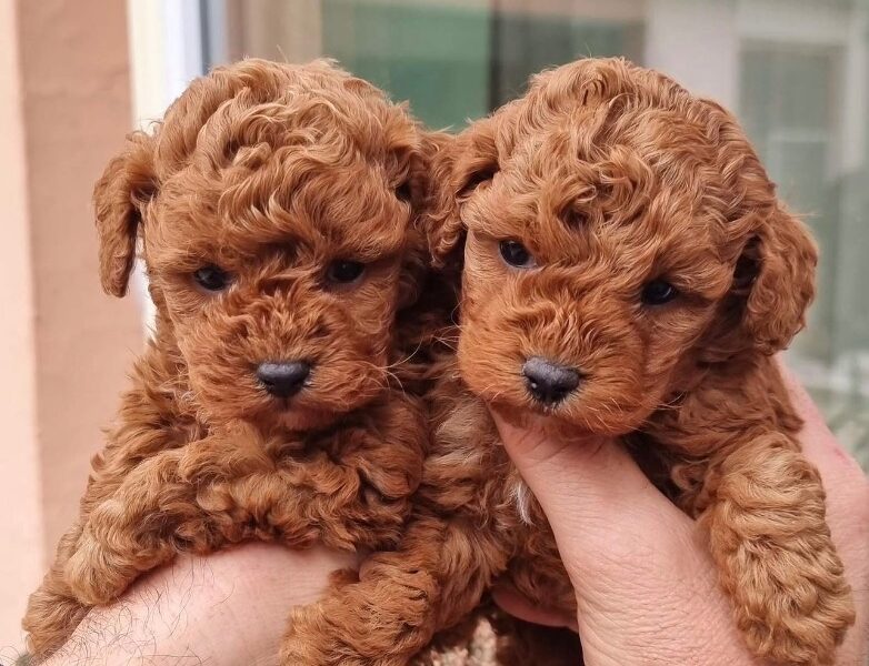 Toy Poodle-puppy’s Whatsapp / Viber me +358469435676