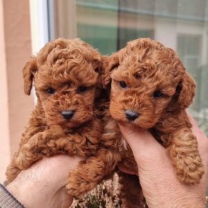 Toy Poodle-puppy’s Whatsapp / Viber me +358469435676