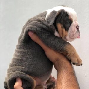 Engelse bulldog puppies Whatsapp me op +447944279298