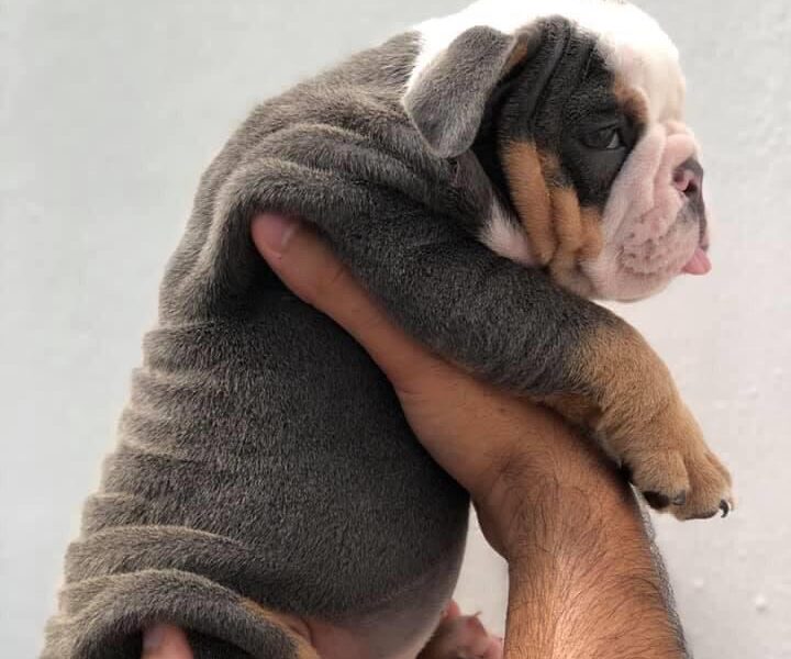 Engelse bulldog puppies Whatsapp me op +447944279298