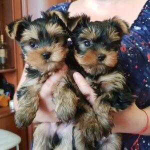 Geweldige Yorkie-puppy’s Whatsapp me op +447944279298