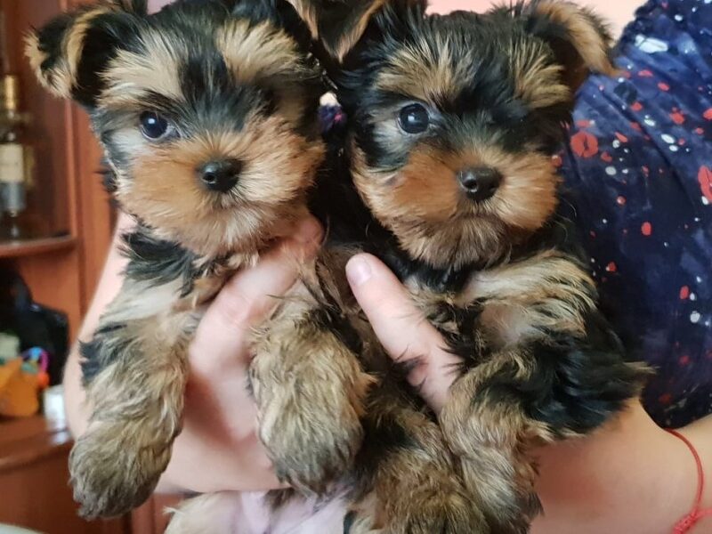 Geweldige Yorkie-puppy’s Whatsapp me op +447944279298