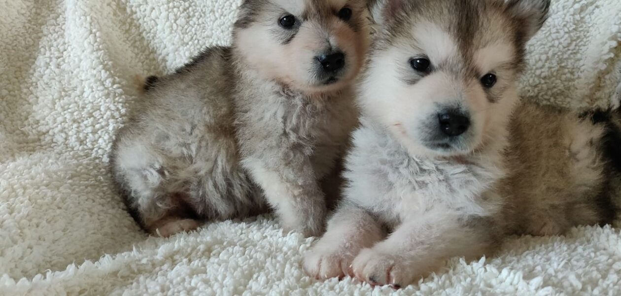 Alaskan Malamute-puppy’s