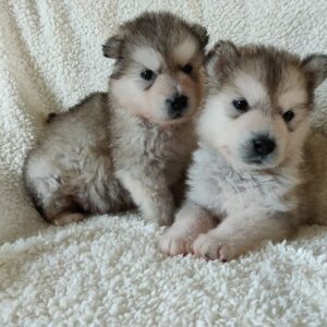 Alaskan Malamute-puppy’s